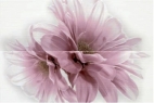 DECOR TRESOR COMP. FIORE ROSA 50x76 – 11 mm